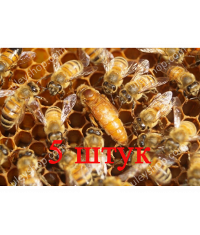 Матка Кордован (Cordovan) (Не плідна) - 5 бджоломаток 2024