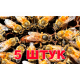 Матка Бакфаст (не плодная) - 5 пчеломаток 2024