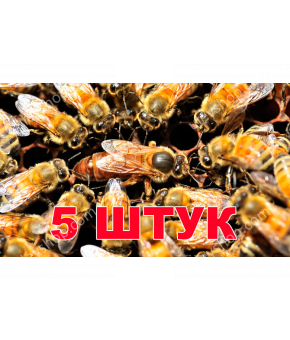 Матка Бакфаст (не плодная) - 5 пчеломаток