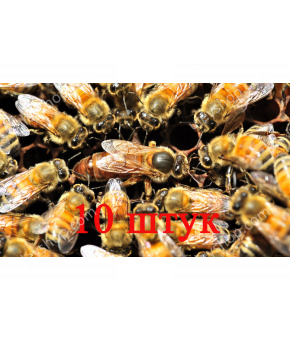 Матка Бакфаст (не плодная) – 10 пчеломаток 