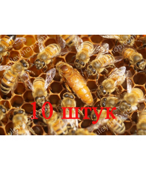 Матка Кордован (Cordovan) (не плодная) - 10 пчеломаток 2024