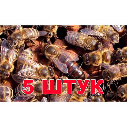 Матка породы Карника (не плодные) - 5 пчеломаток