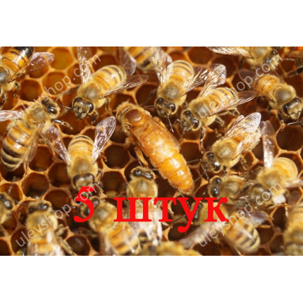 Матка Кордован (Cordovan) (плодная) - 5 пчеломаток 2024