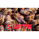 Матка породы Карника (не плодные) - 5 пчеломаток