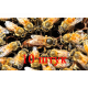 Матка Бакфаст (не плодная) – 10 пчеломаток 