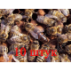 Матка породы Карника (не плодные) - 10 пчеломаток