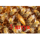 Матка Кордован (Cordovan) (не плодная) - 5 пчеломаток