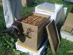 4423.jpg - Десять советов по формированию пчелиных отводков