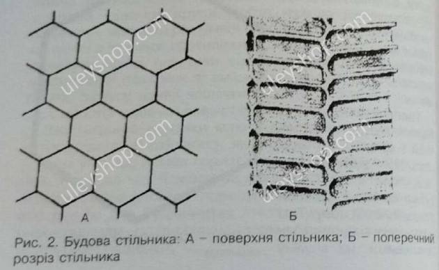 7677.jpg - ГНЕЗДО ПЧЁЛ