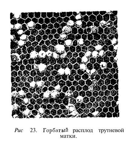 8147.jpg - РОЕНИЕ ПЧЕЛ. ВЫВОД, ОПЛОДОТВОРЕНИЕ И СМЕНА МАТОК